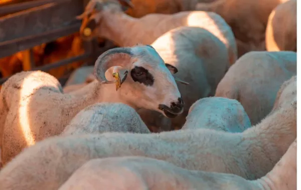 أفضل أوقات الأضحية