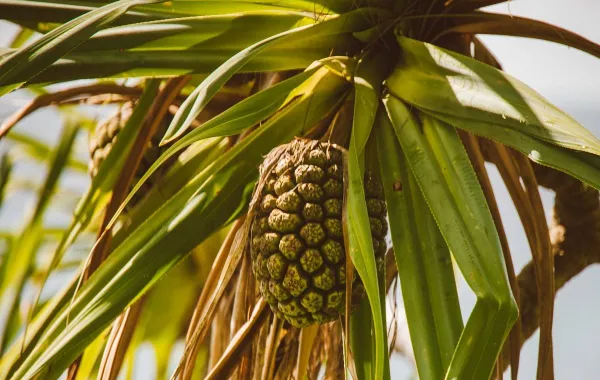 صورة لشجرة الكادي