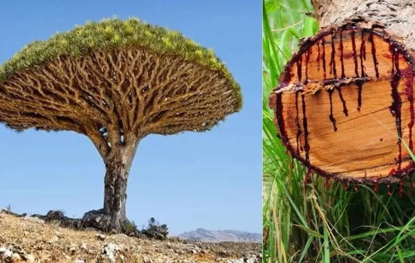 شجرة تنزف دماً