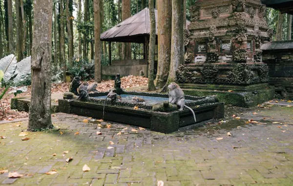  لقرد الكبوشي -pexels