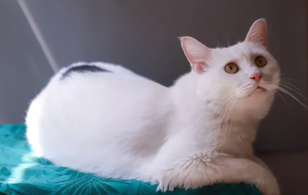 تفسير حلم القطط البيضاء في البيت - تفسيرات مختلفة