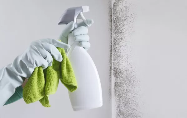 كيفية التخلص من العفن على الجدران؟