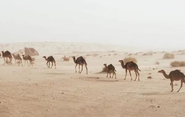  اعتماد دولي لقياس كفاءة تحاليل أمراض الإبل. الصورة من مكتب أبوظبي الإعلامي