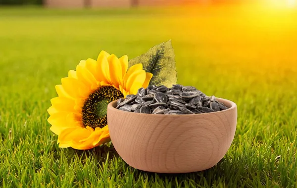 أضرار الفصفص على صحة الجسم