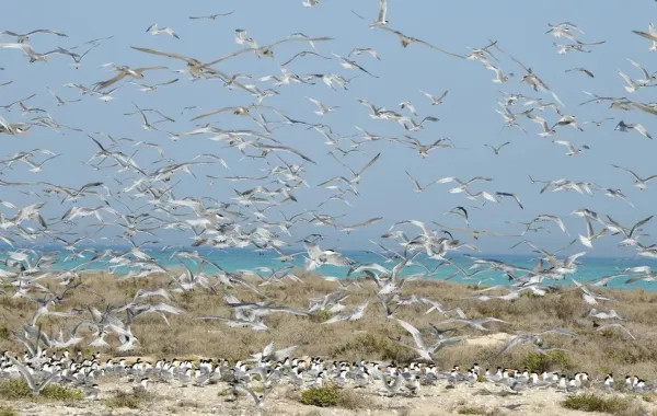 طيور بحرية