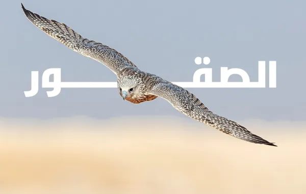 مزاد