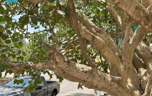 الغطاء النباتي