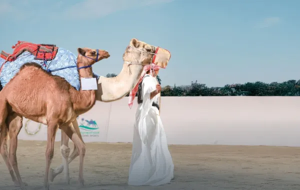 الهجن