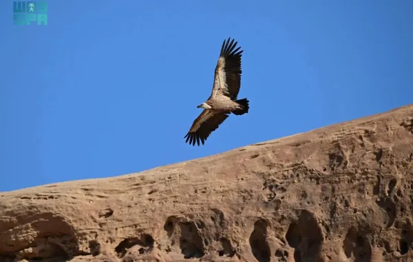نسر