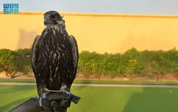 يستعد معرض الصقور والصيد السعودي الدولي 2025 للانطلاق وسيشهد إضافة جديدة ومميزة وهي تخصيص منطقة خاصة للصقور المنغولية لأول مرة ويُعد هذا الحدث الأكبر من نوعه في العالم 