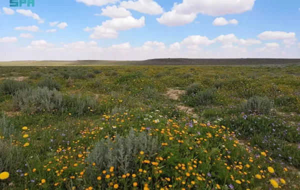 تزامناً مع اليوم العالمي للزراعة كشفت هيئة تطوير محمية الملك سلمان بن عبدالعزيز الملكية عن إنجازات ضخمة لحماية البيئة ومبادرات تستهدف التصدي للتصحر وتنمية التنوع الأحيائي وازدهار الطبيعة 