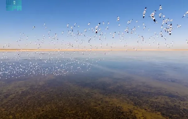 طيور