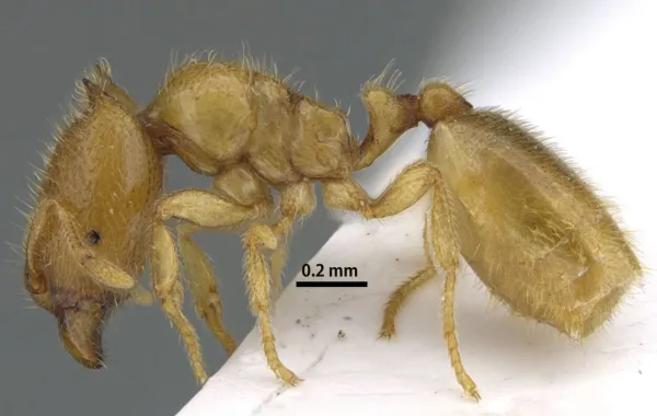 نملة الشارقة.. البيئة تعلن اكتشاف نوع نادر من النمل بالإمارات - الصورة من وكالة الأنباء الإماراتية "وام"