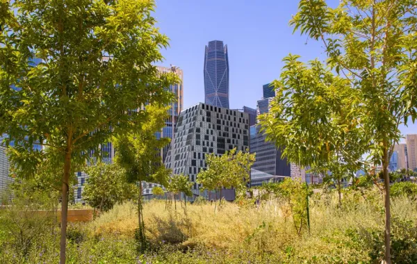 أشجار وأبراج في العاصمة الرياض