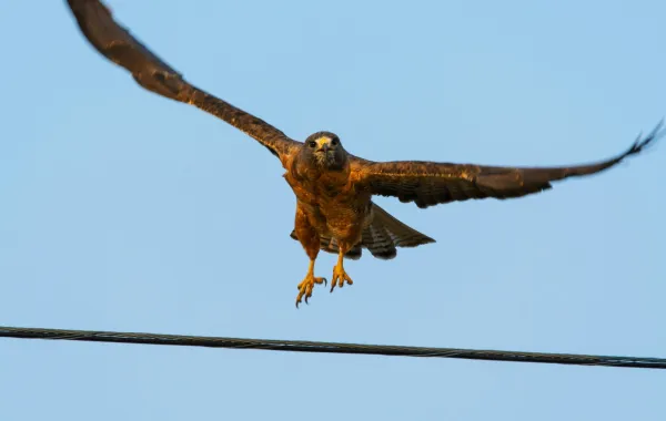 تفسير رؤيا الصقر في المنام