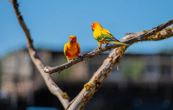 تفسير رؤيا العصافير في المنام