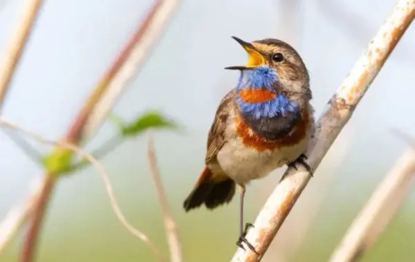 تغريد الطيور