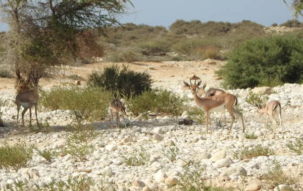 إحدى المحميات الطبيعية في سلطنة عمان. الصورة من وكالة الأنباء العمانية