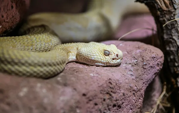 تفسير حلم الثعبان الأبيض 