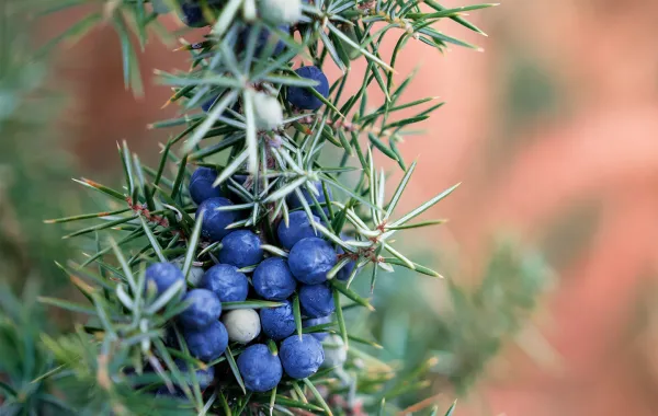 فوائد العرعار مهمة لصحة الجسم Image by ededchechine on Freepik