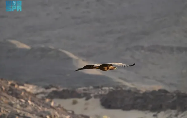 أول ظهور للنسر الأبيض الذيل في السعودية منذ 20 عامًا 