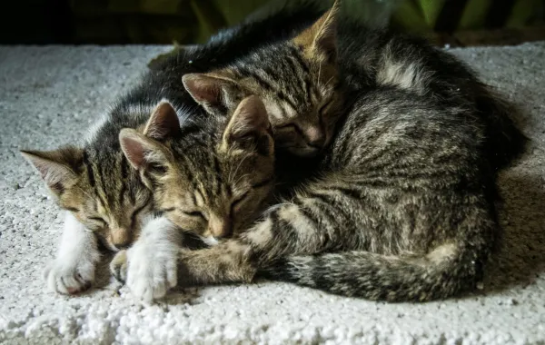 تفسير رؤيا القطط في المنام