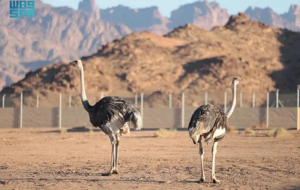 توطين طائر الجمل بعد غياب لأكثر من 100 عام - الصورة من وكالة الأنباء السعودية "واس"