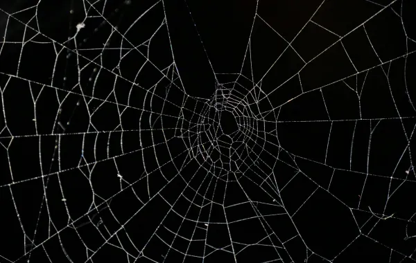 التخلص من العناكب