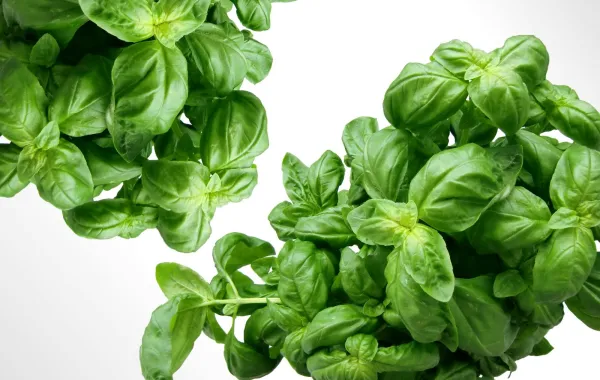 تفسير رؤيا الريحان في المنام