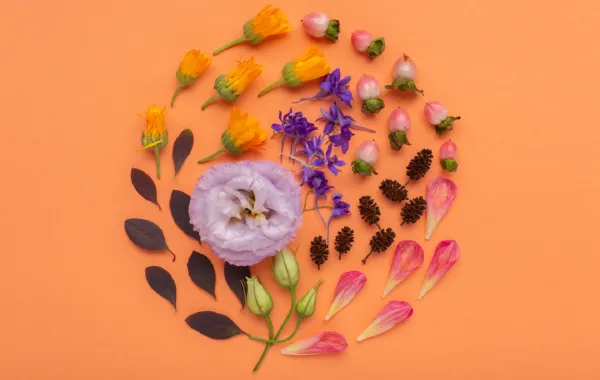 الأبراج وزهرة الحظ - مصدر الصورة من freepik