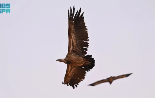 رصد نسر روبّل