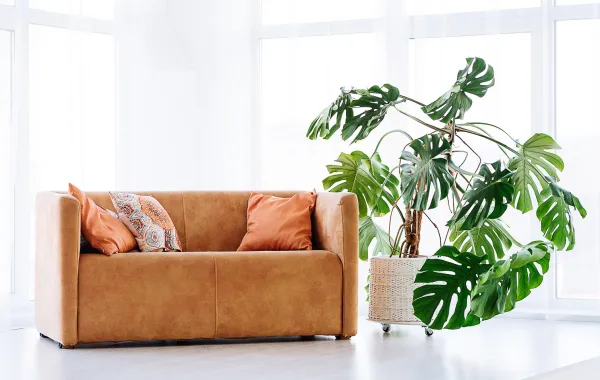 العناية بالكنب