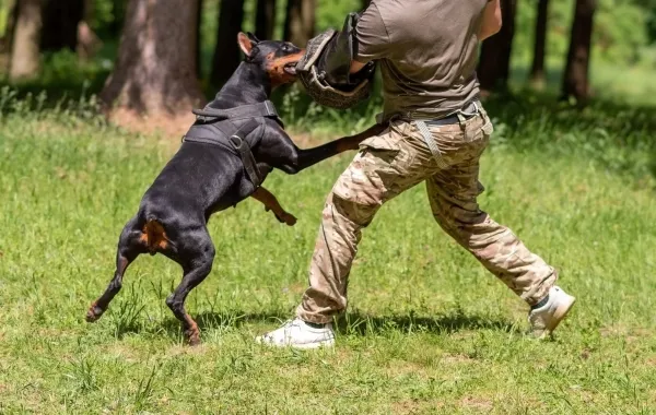 تفسير حلم الهروب من الكلاب في المنام- مصدر الصورة: Adobe Stock by Artsiom P