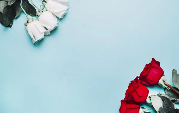  الورد الأبيض والأحمر