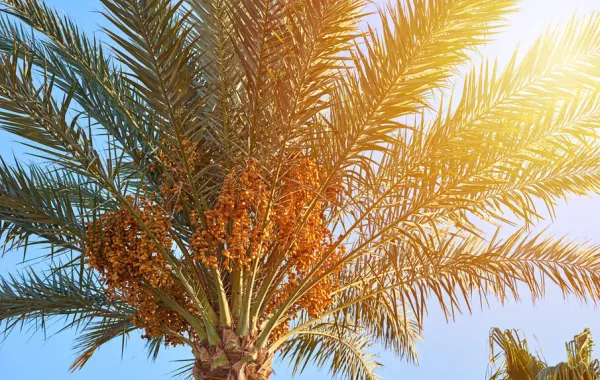 السعودية الأولى عالميا في صادرات التمور - الصورة من الموقع الرسمي للمركز الوطني للنخيل والتمور 