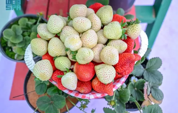 الفراولة البيضاء صنف نادر عالميًّا. الصورة من وكالة الأنباء السعودية "واس"