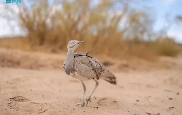 محميات طبيعية