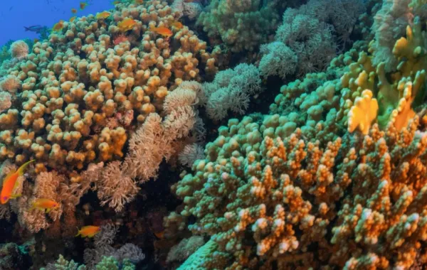 المملكة تستضيف القمة العالمية الأولى للشُّعب المرجانية نهاية العام الجاري ترسيخًا لريادتها الدولية في حماية النظم البيئية البحرية