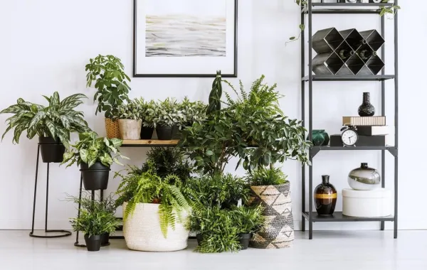 مكافحة حشرات النباتات المنزلية