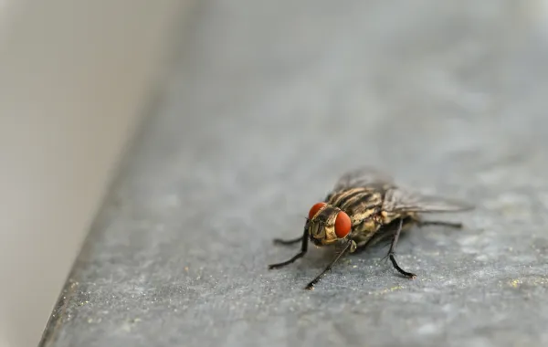 تفسير رؤيا الحشرات في المنزل- مصدر الصورة: Freepik by montypeter