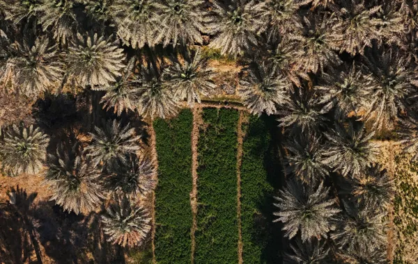 واحة الأحساء أكبر واحات النخيل الطبيعية في العالم، والمسجّلة ضمن قائمة التراث العالمي لليونسكو. (تصوير: لطيفة العجاجي Latifa Alajaji)