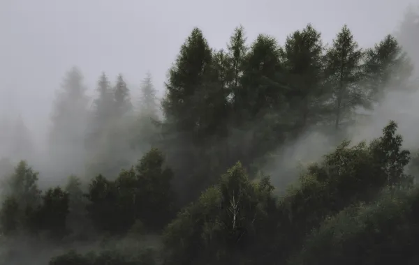 تفسير حلم الأشجار.