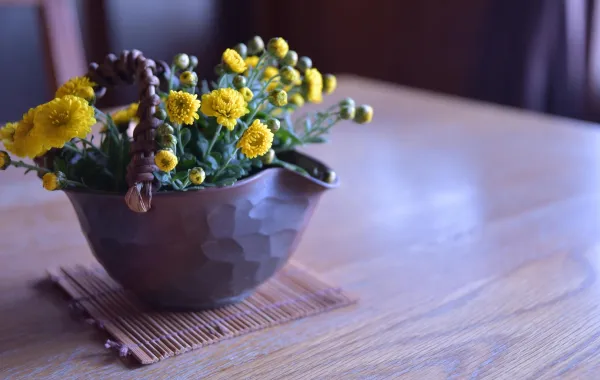 أزهار الأقحوان الصفراء