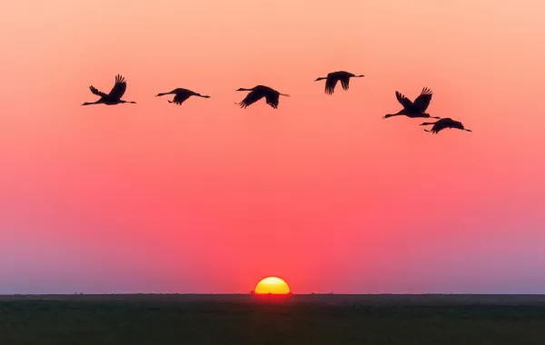 رؤيا سرب الطيور في المنام - الصورة تعبيرية  