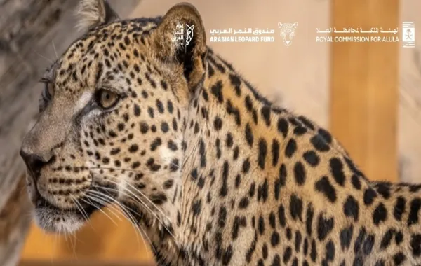  الهيئة الملكية لمحافظة العُلا