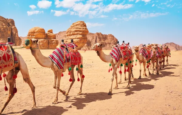 مجموعة من الجمال تسير في العلا