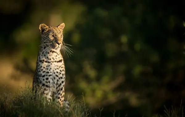 النمر العربي