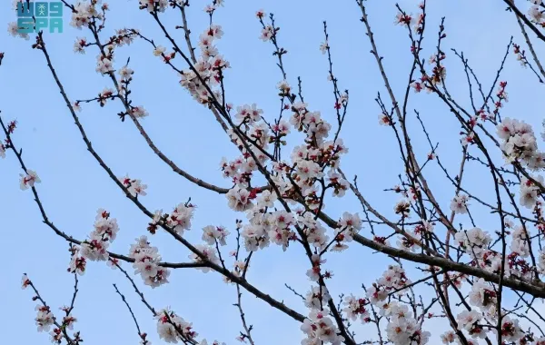 منطقة الباحة