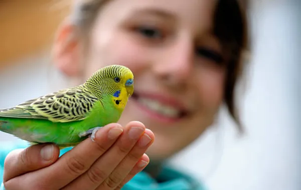 تفسير رؤيا إطعام العصافير في المنام 