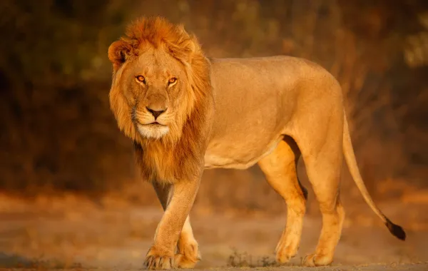 تفسير حلم الأسد في المنام